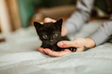 A playful kitten cuddling with its owner in a cozy home setting.