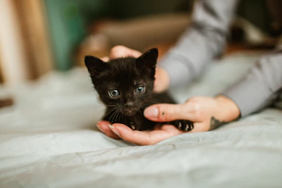 A playful kitten cuddling with its owner in a cozy home setting.