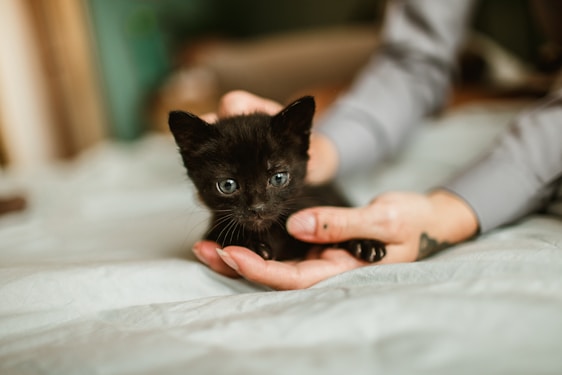 A caring woman gently holding a rescued kitten in a cozy home setting.