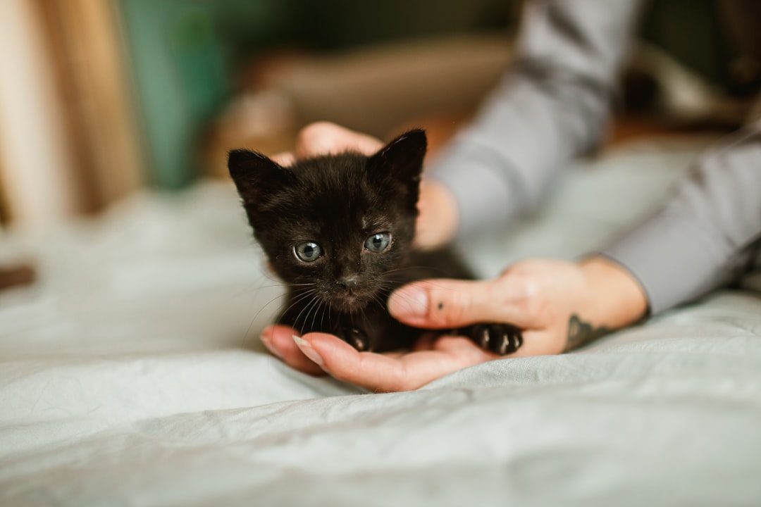 black kitten on persons hand