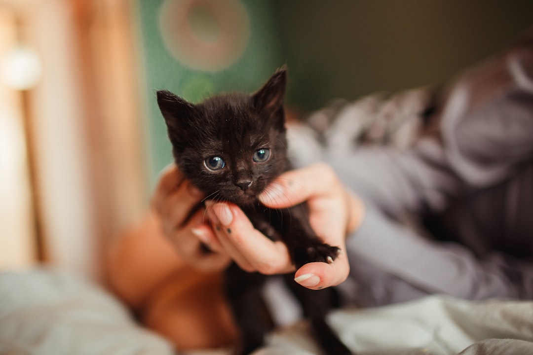 person holding black cat on white textile