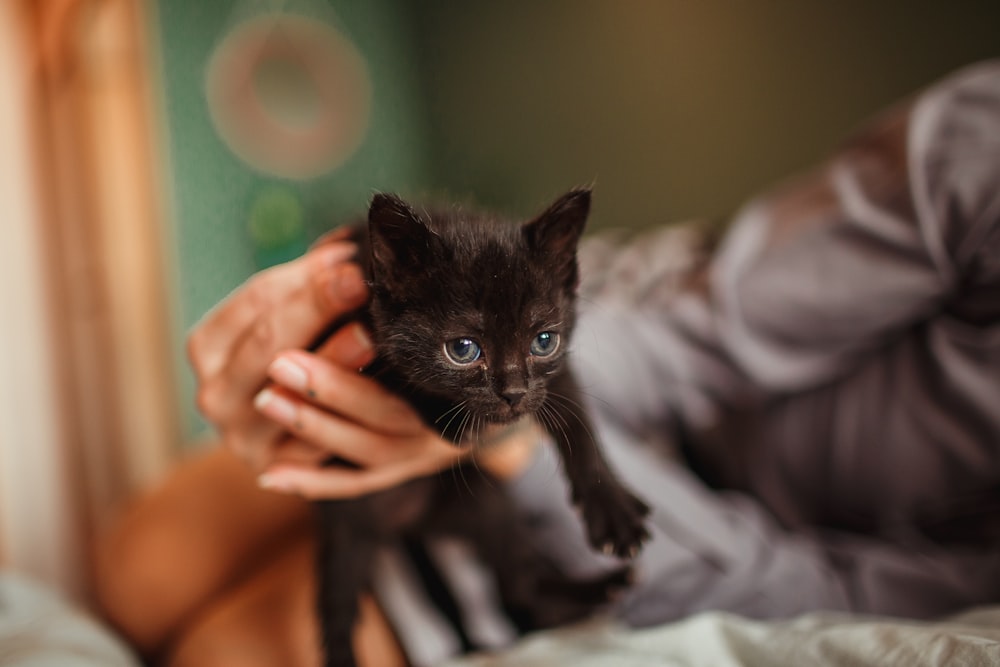 Black kitten photo – Free Cat Image on Unsplash