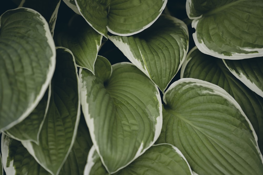 green leaves with water droplets