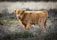 A close-up of a fluffy miniature Highland calf with soft reddish-brown fur standing in a sunlit Texas hill country pasture.