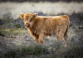 A fluffy, brown Highland calf is standing in a grassy and slightly rocky field. The calf has long, shaggy fur and small, curved horns, and it appears to be gazing towards the camera. The background is an out-of-focus field.