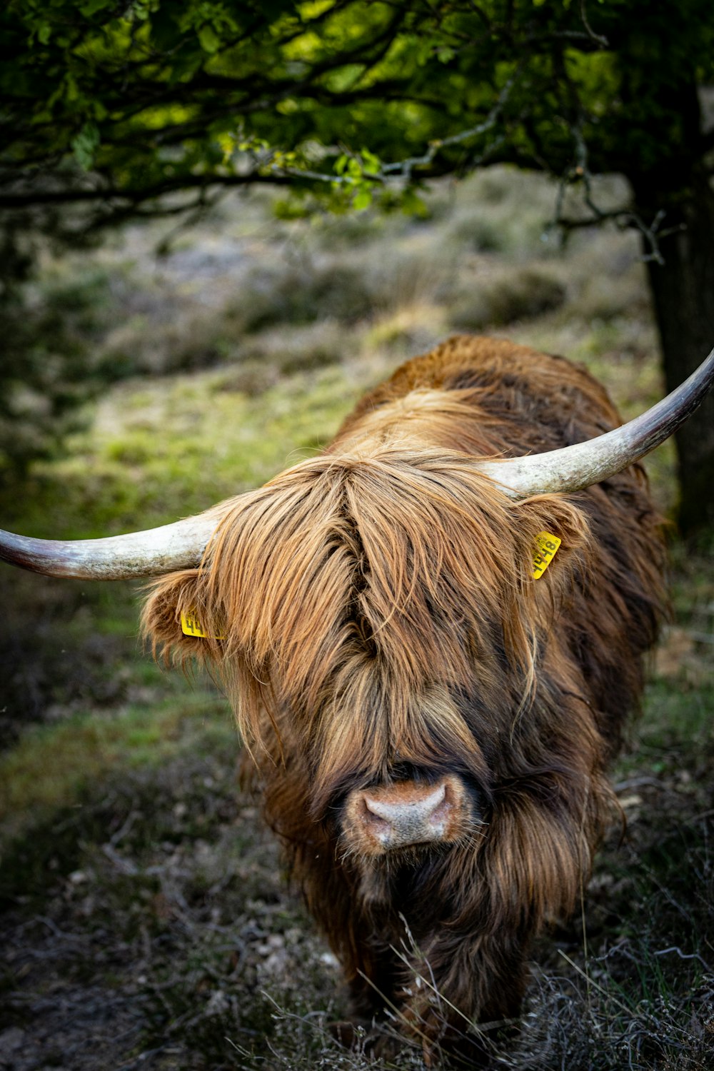 brown yak on green grass field during daytime