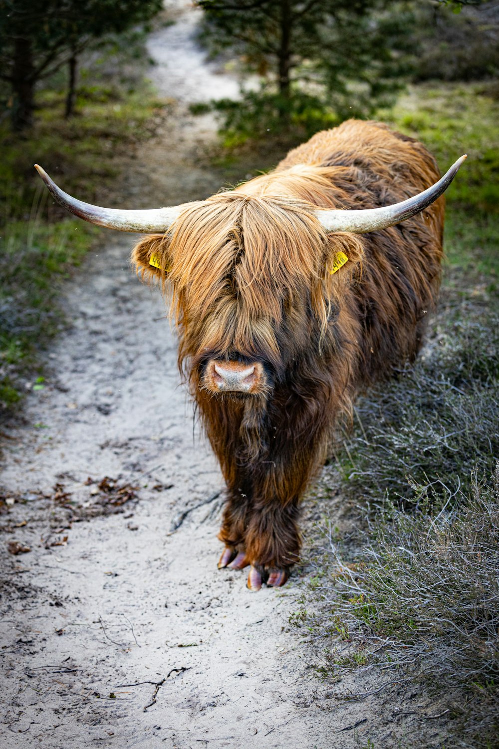 brown yak on gray soil