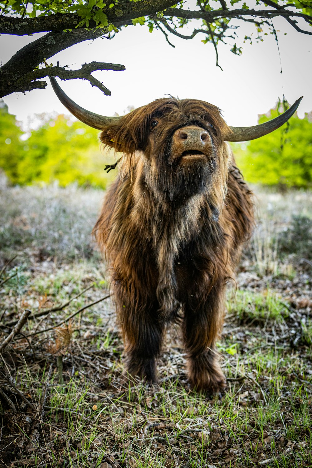 brown animal on green grass during daytime