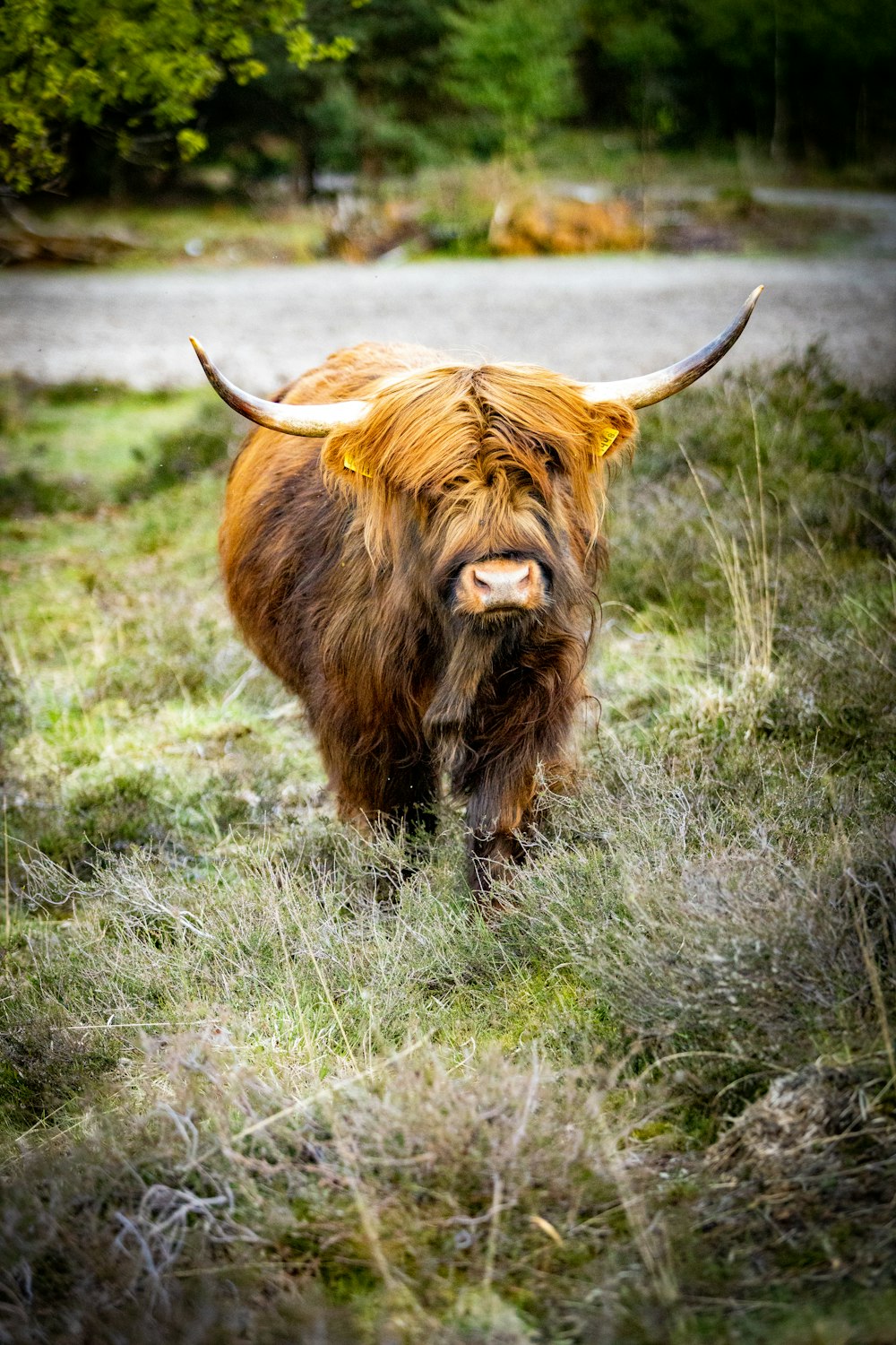 brown yak on green grass field during daytime