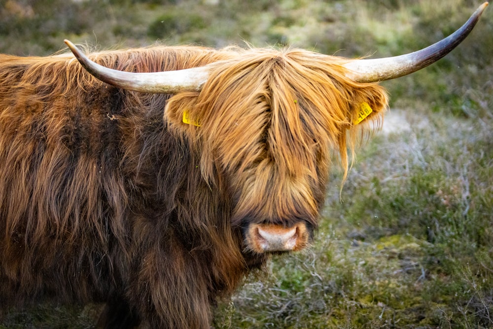 brown cow on green grass field during daytime