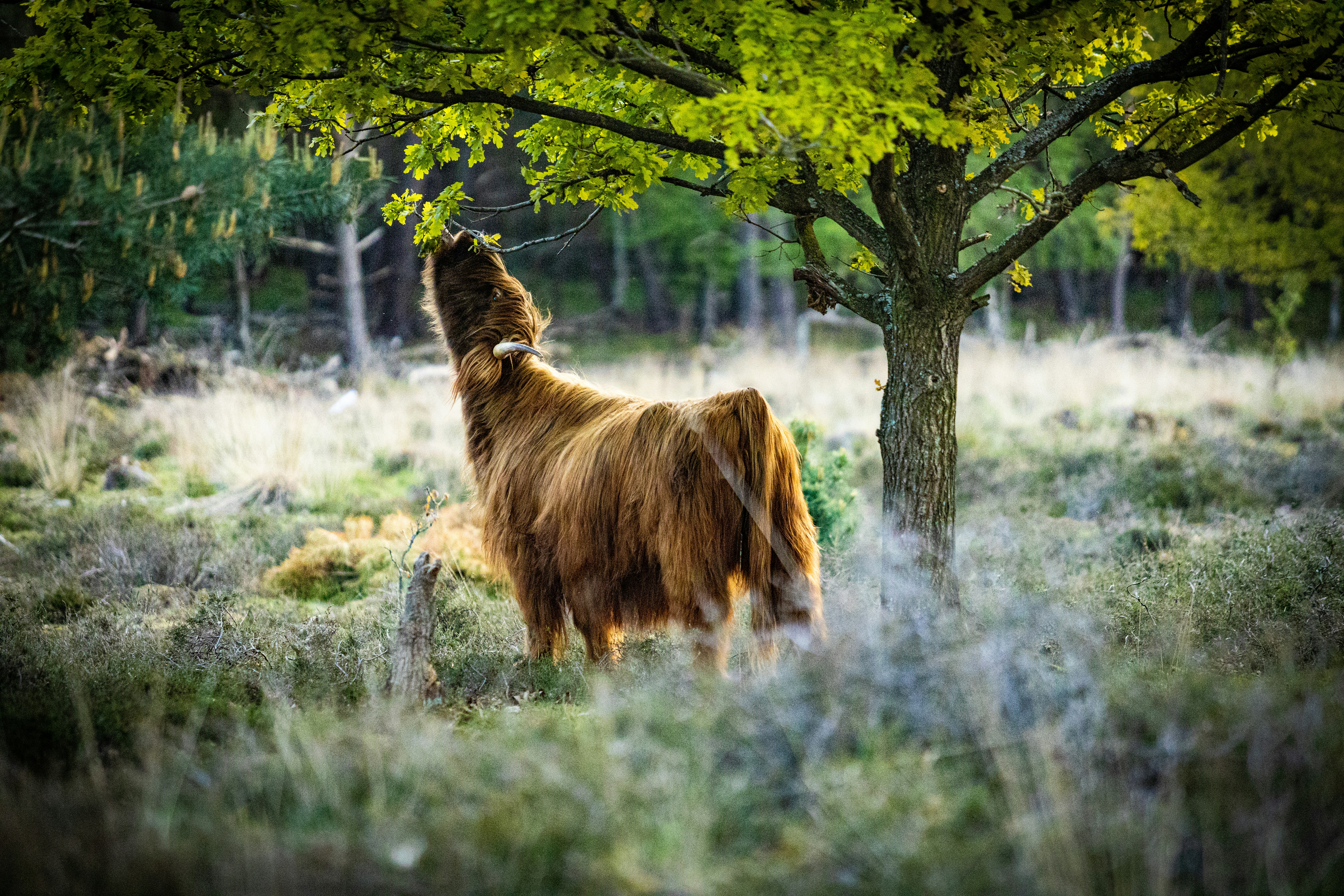 brown lion on green grass field during daytime