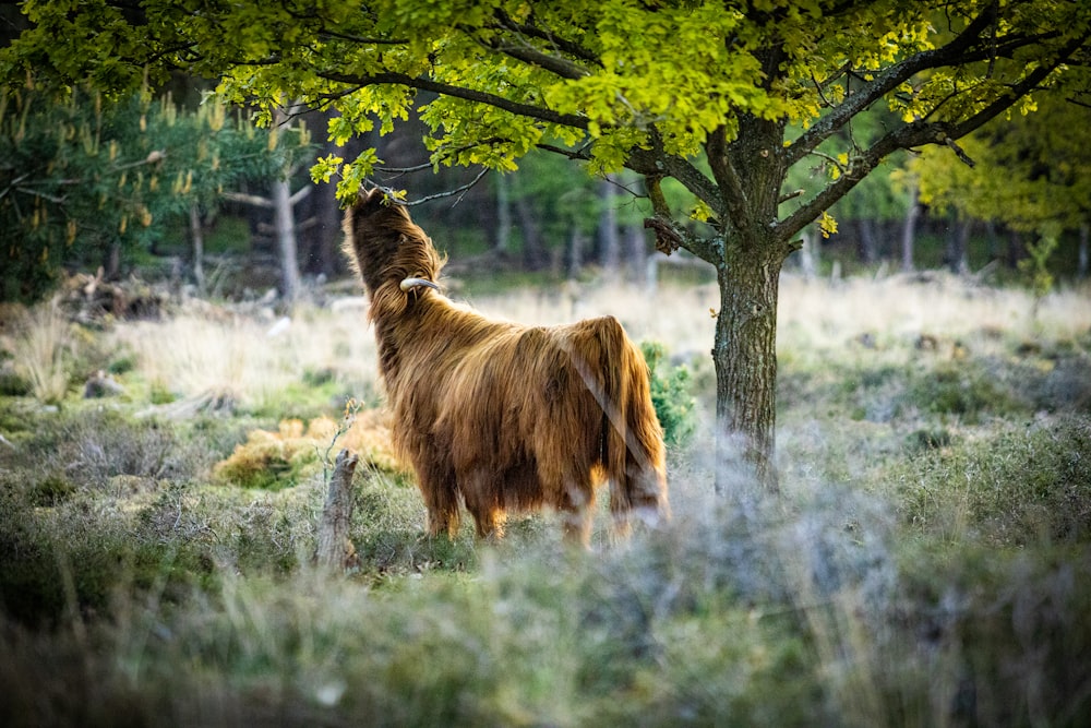 brown lion on green grass field during daytime