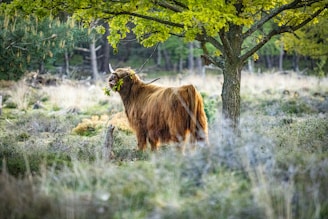 A wild haggis resting under a tree.