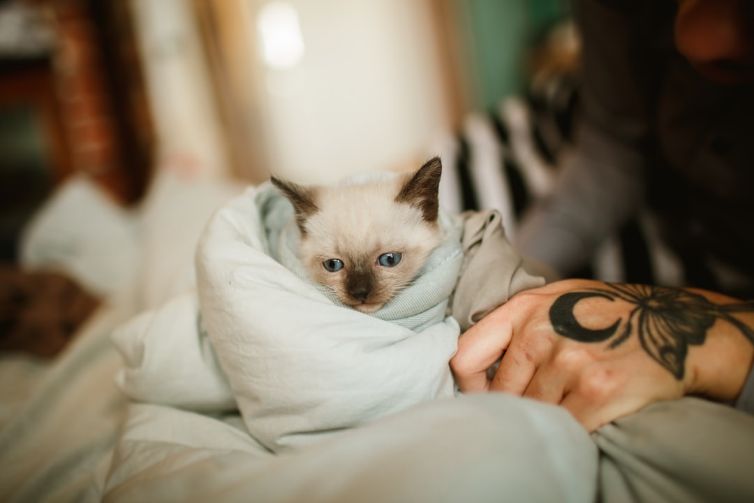 white and brown kitten on white textile