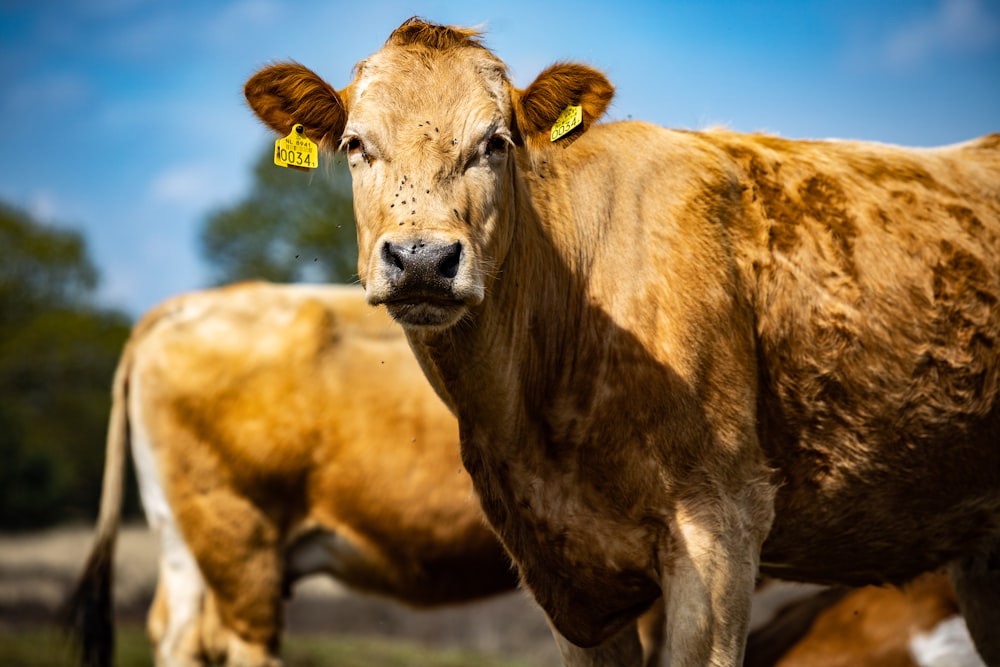 brown cow on brown field during daytime