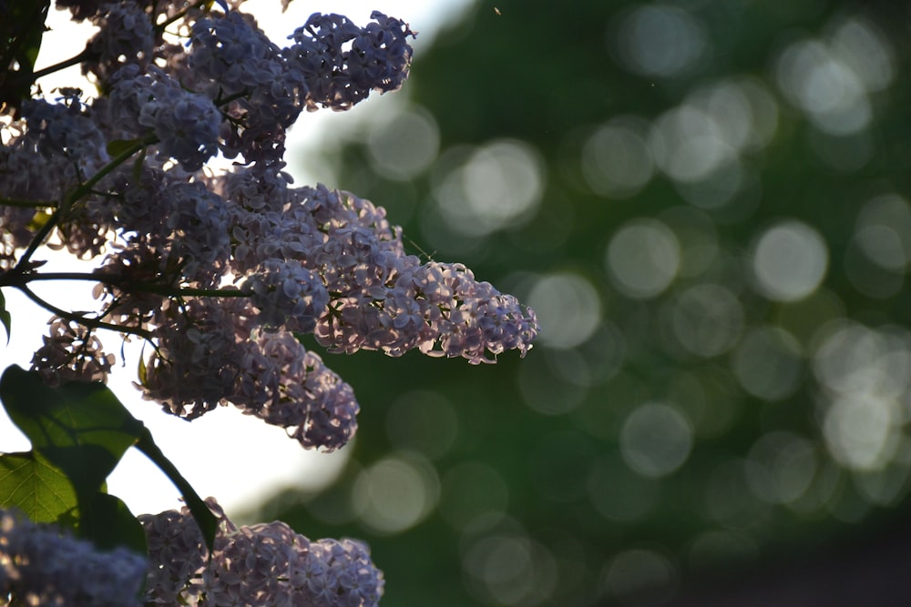 white flowers in tilt shift lens