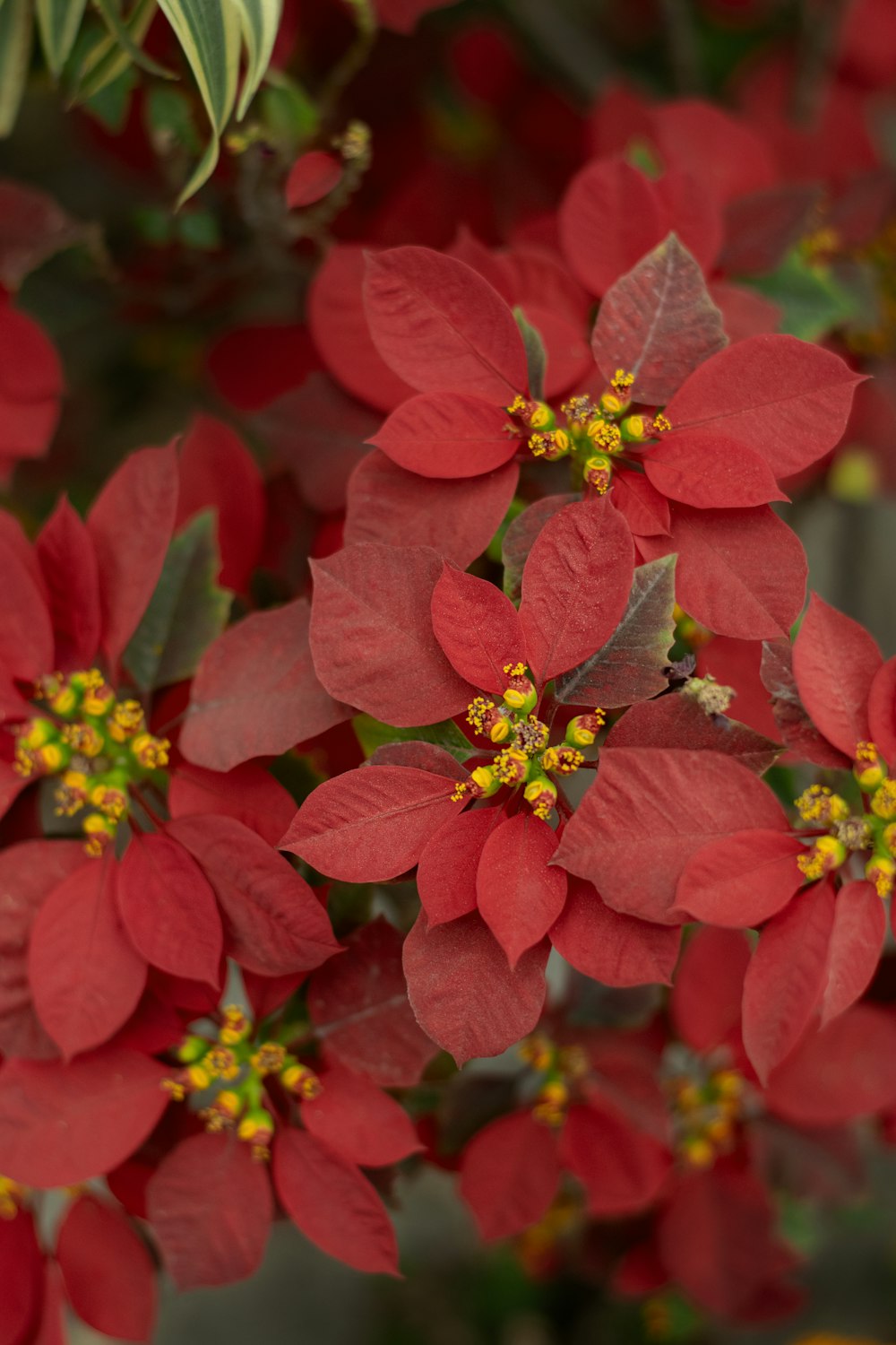 red flowers with yellow stigma