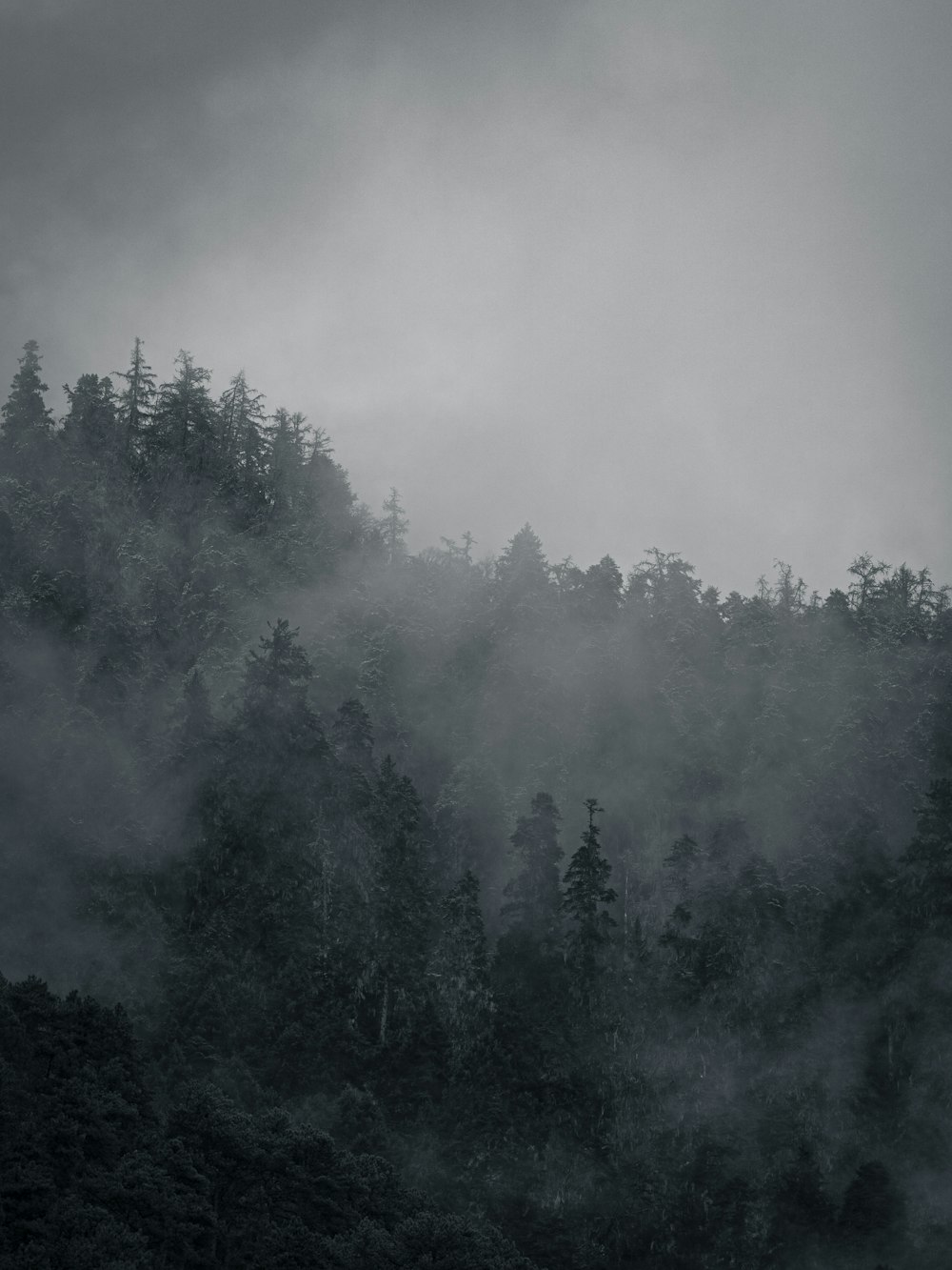 green trees covered with fog