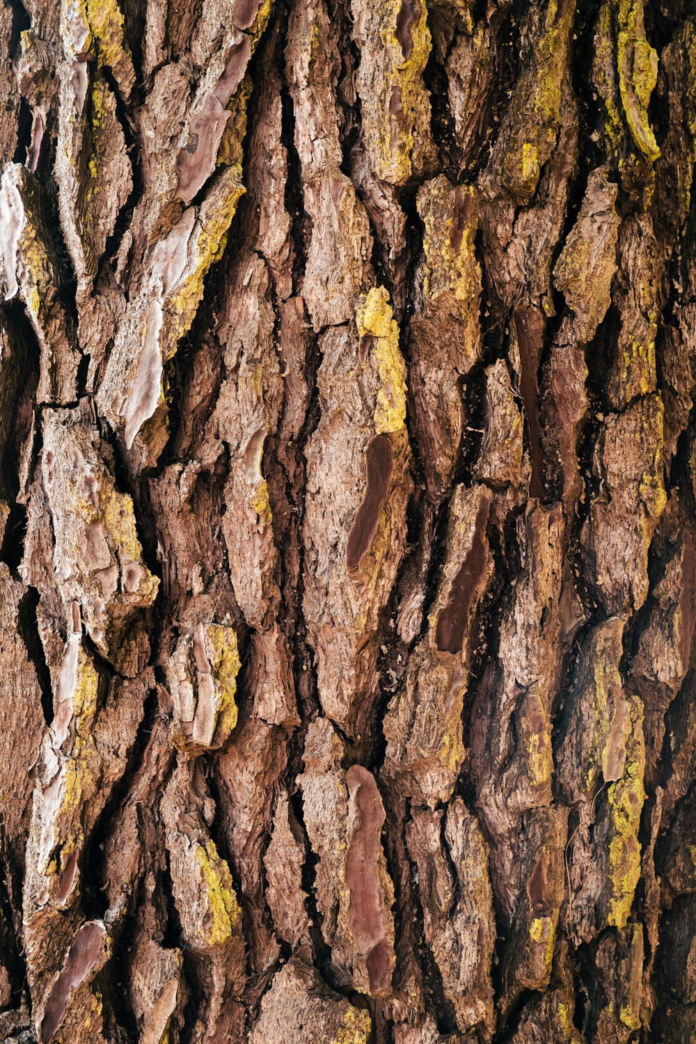 brown and white tree trunk