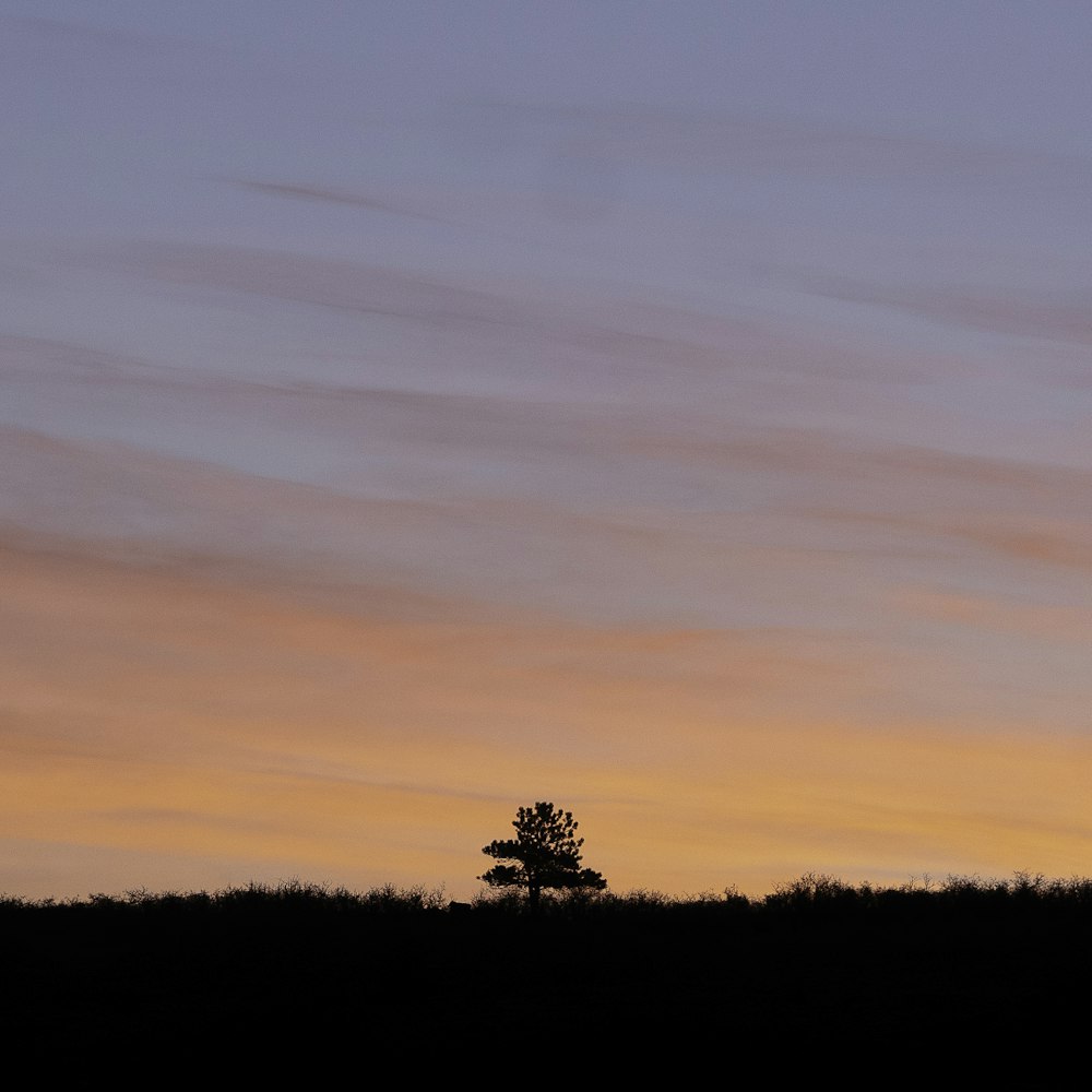 Silhouette der Bäume bei Sonnenuntergang