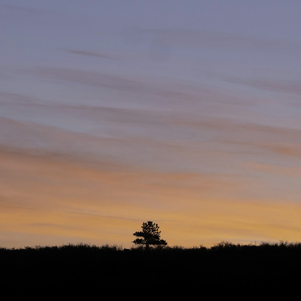 silhouette of trees during sunset