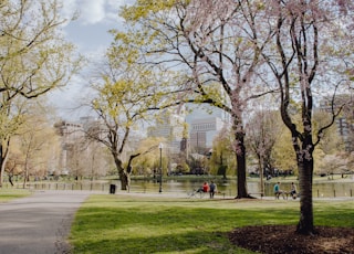 people walking on park during daytime