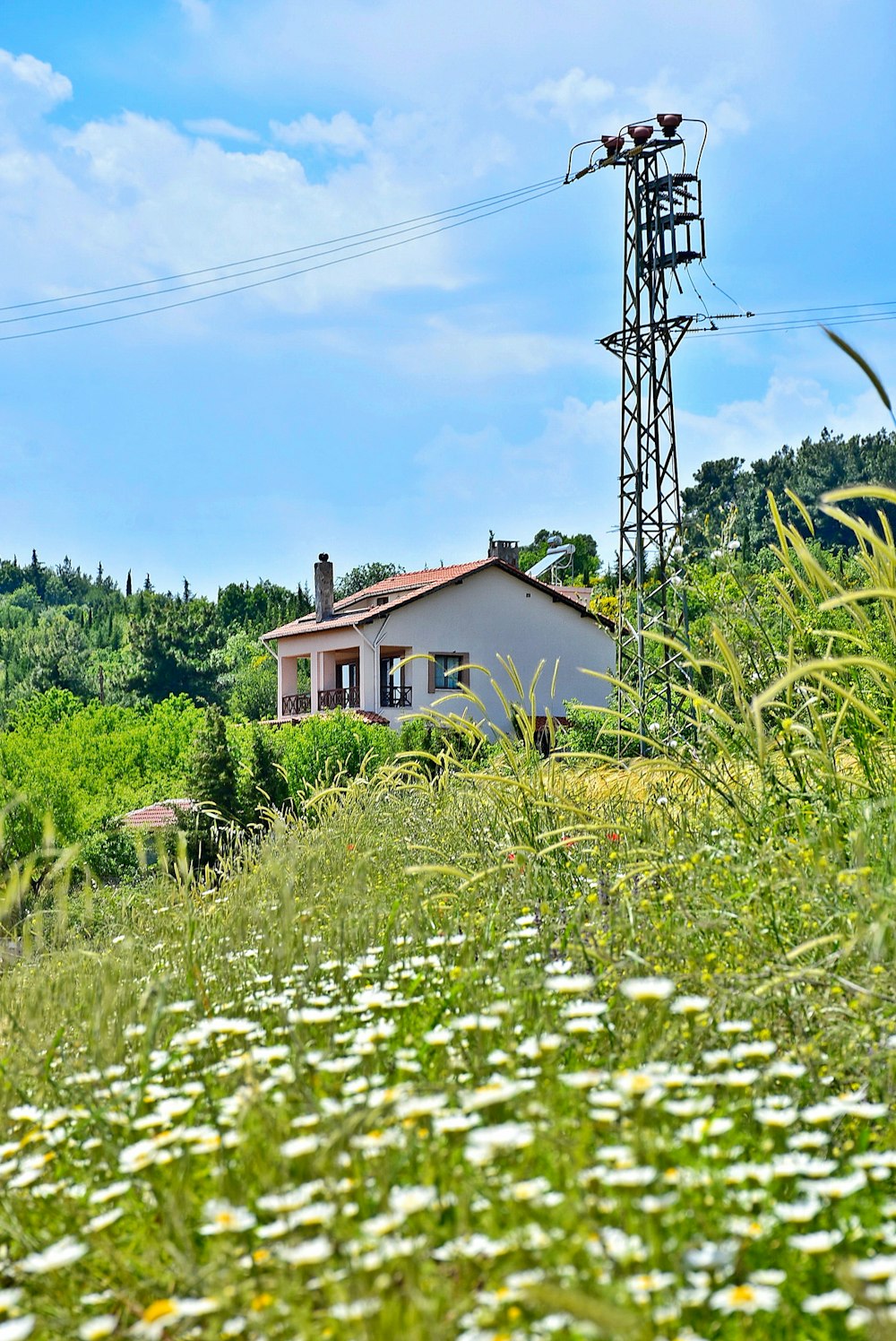 昼間の青空の下、緑の芝生のそばにある茶色の木造家屋