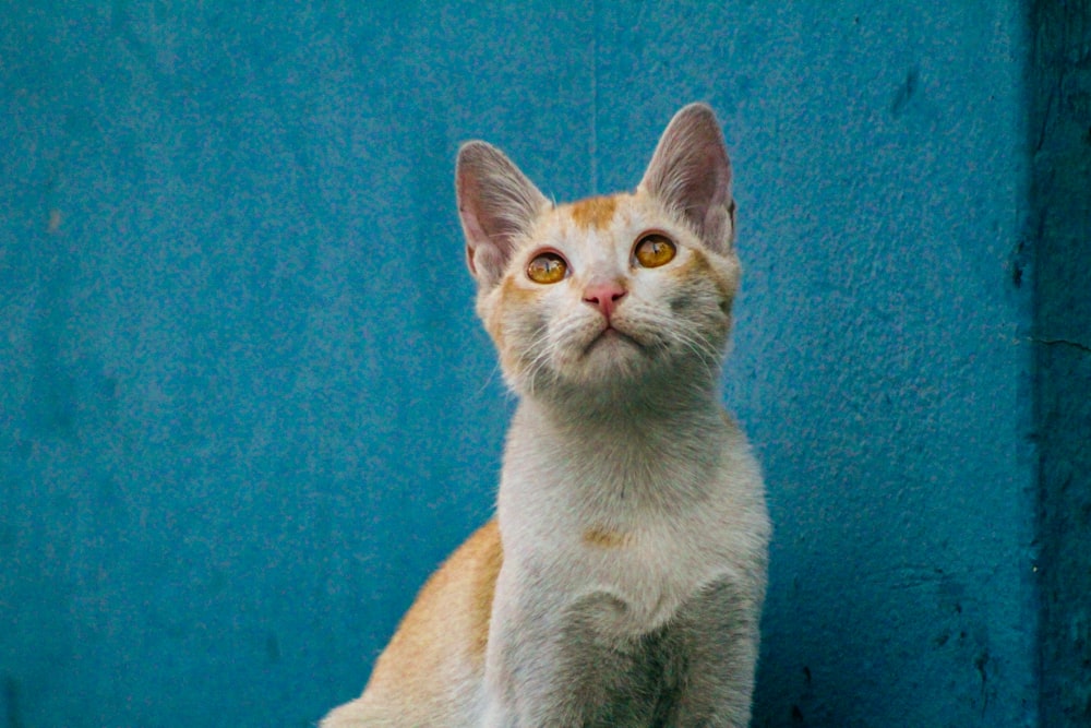 white and gray short fur cat