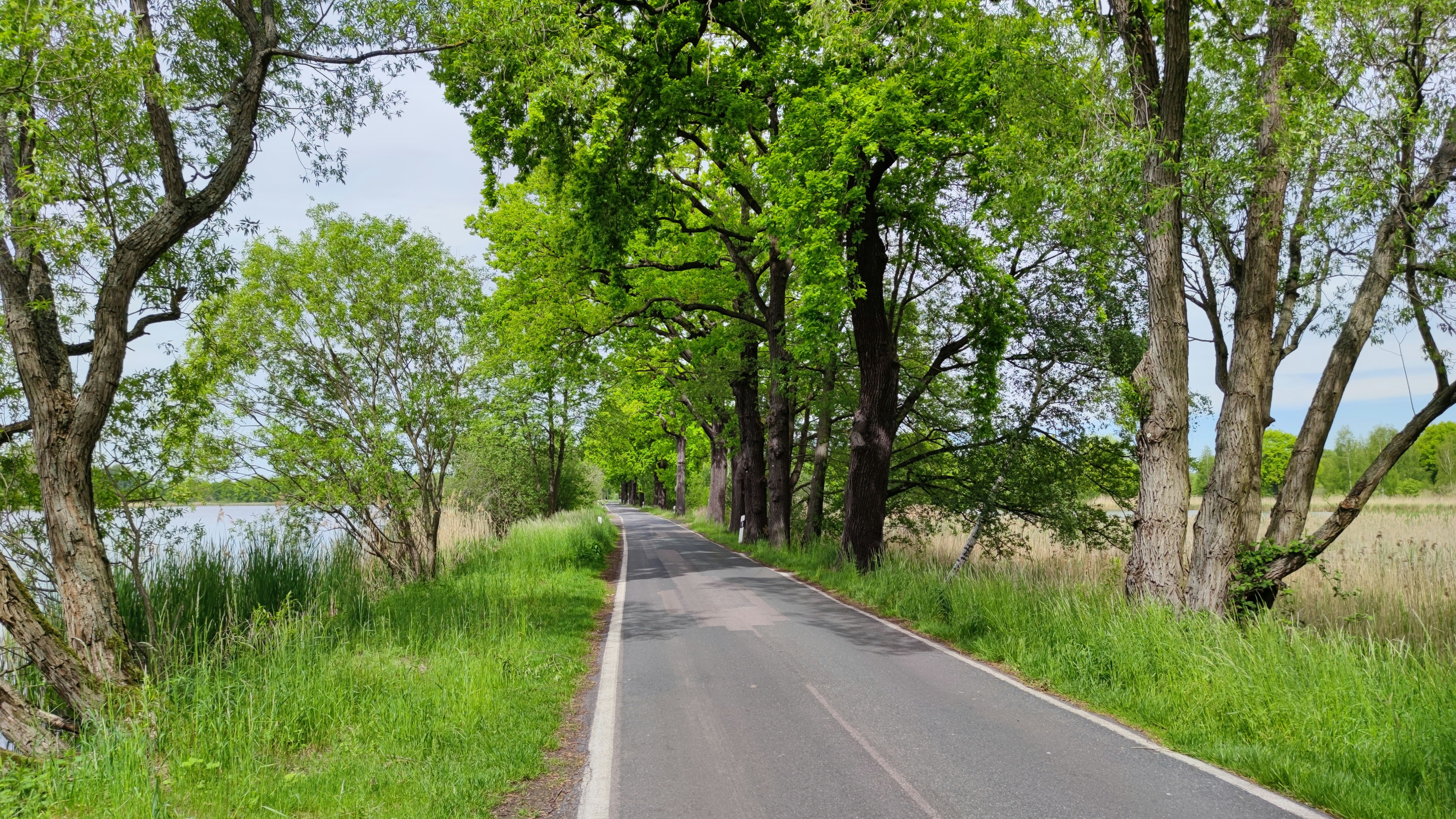 gray concrete road between green grass and trees during daytime