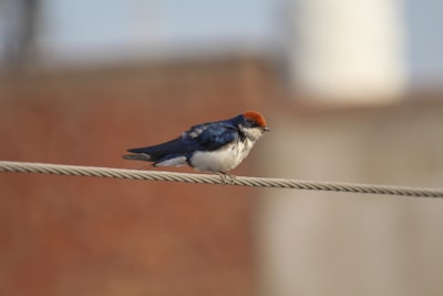 black and white bird on brown rope