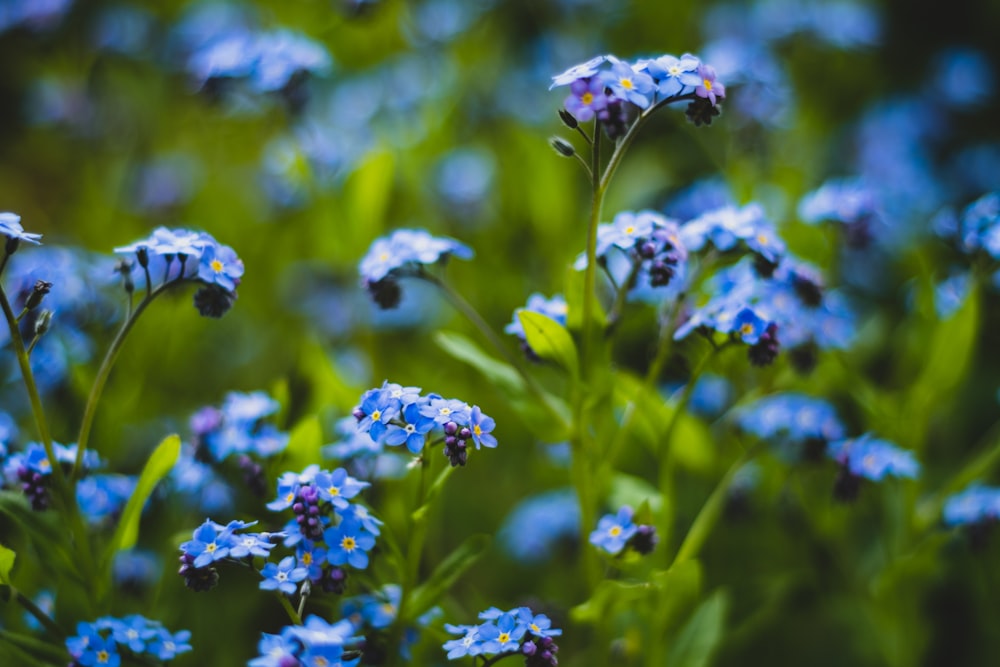 blue flowers in tilt shift lens