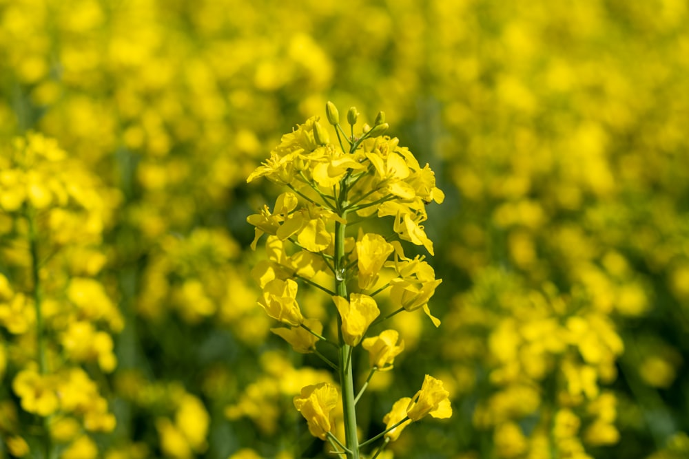 yellow flower field during daytime