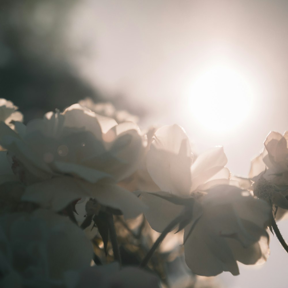 flores blancas bajo el cielo soleado