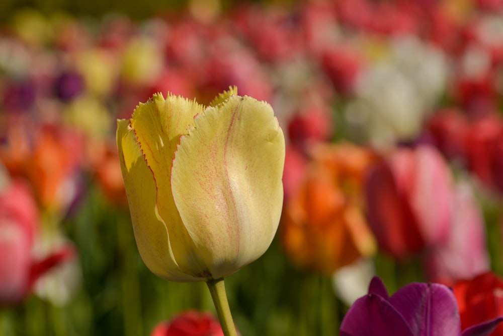 Tulipán amarillo y rojo en flor durante el día