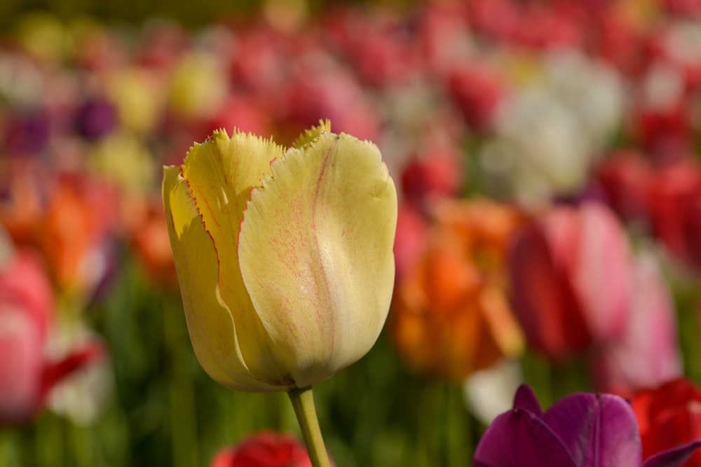 yellow and red tulip in bloom during daytime