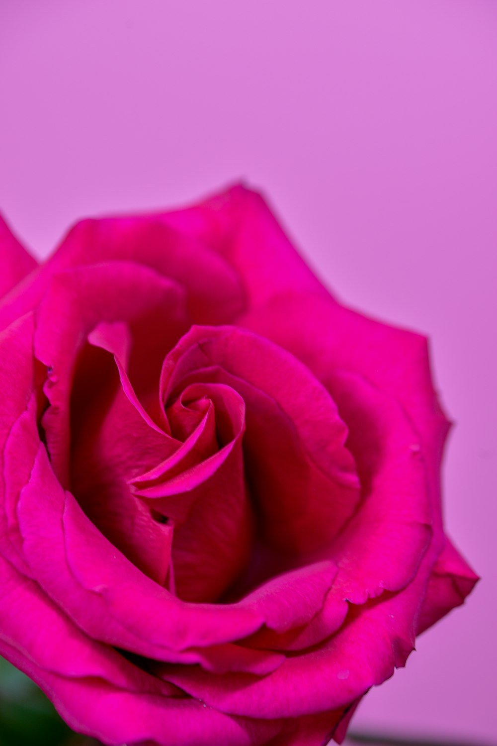 pink rose in close up photography