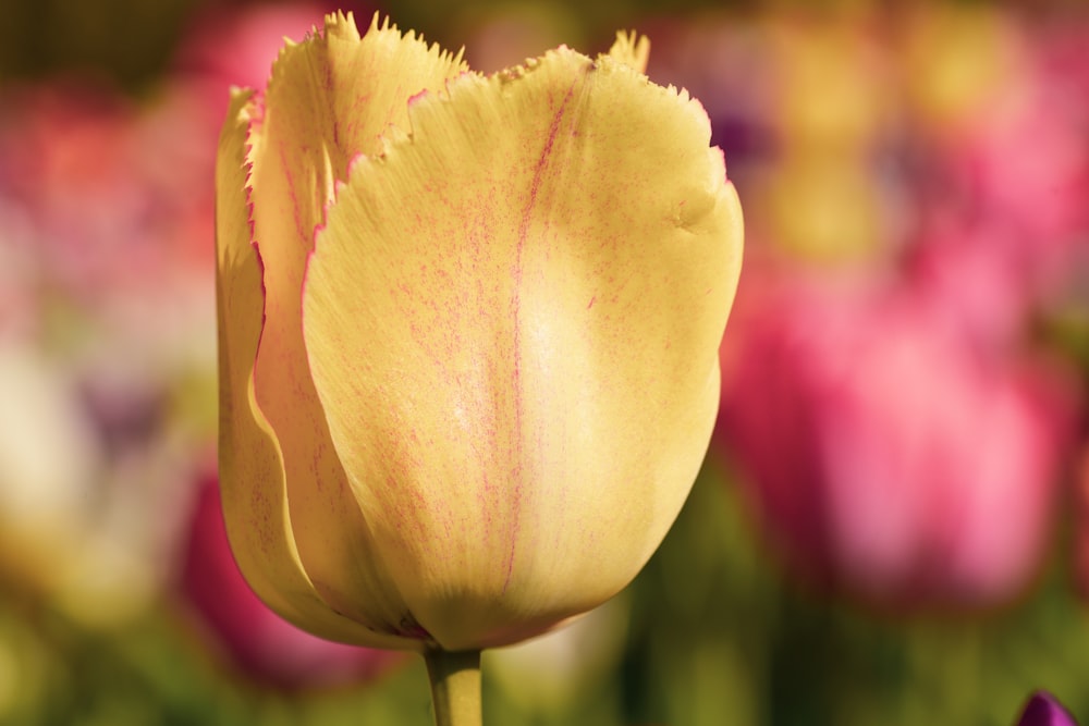 yellow flower in tilt shift lens