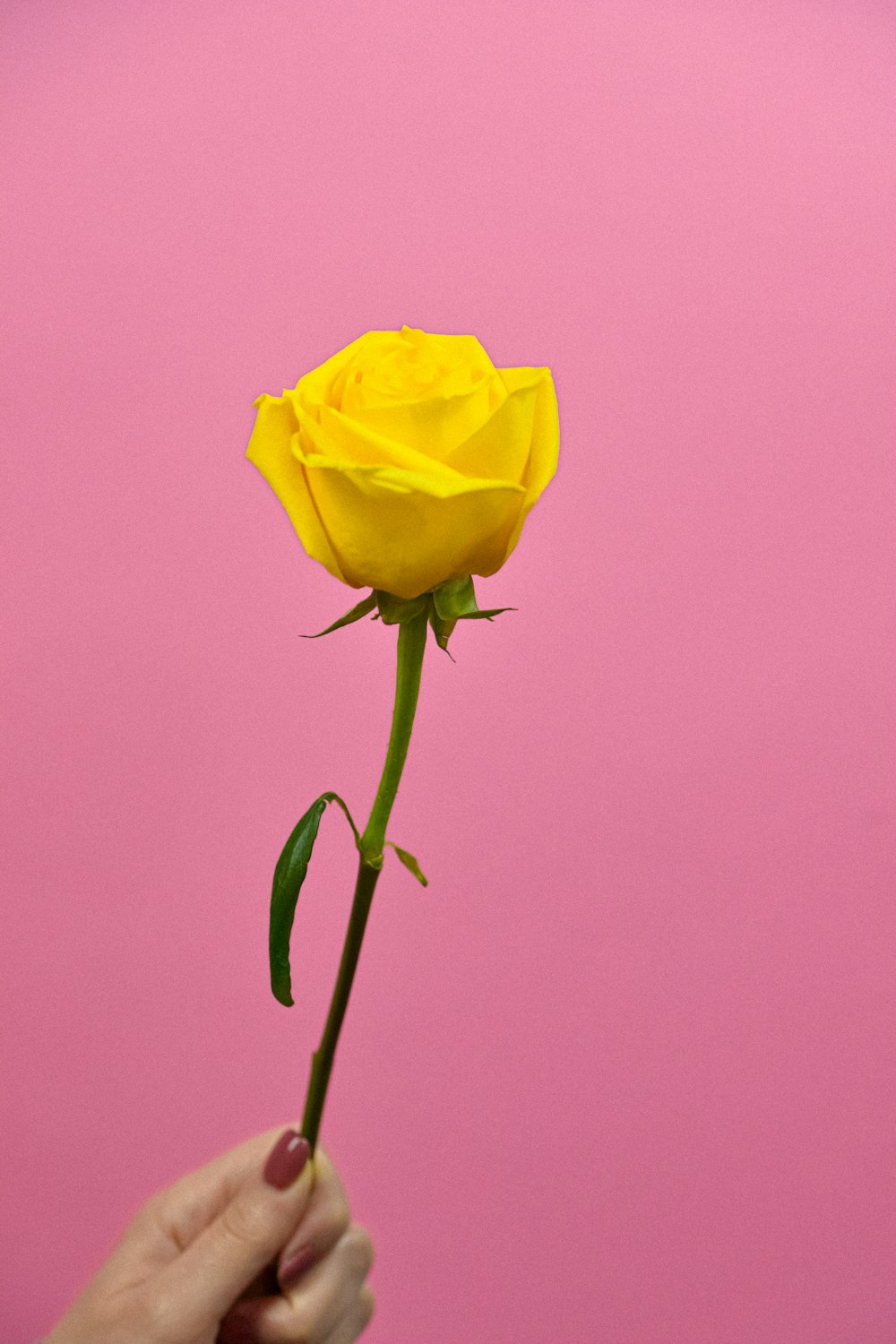 rosa gialla in fiore foto ravvicinata