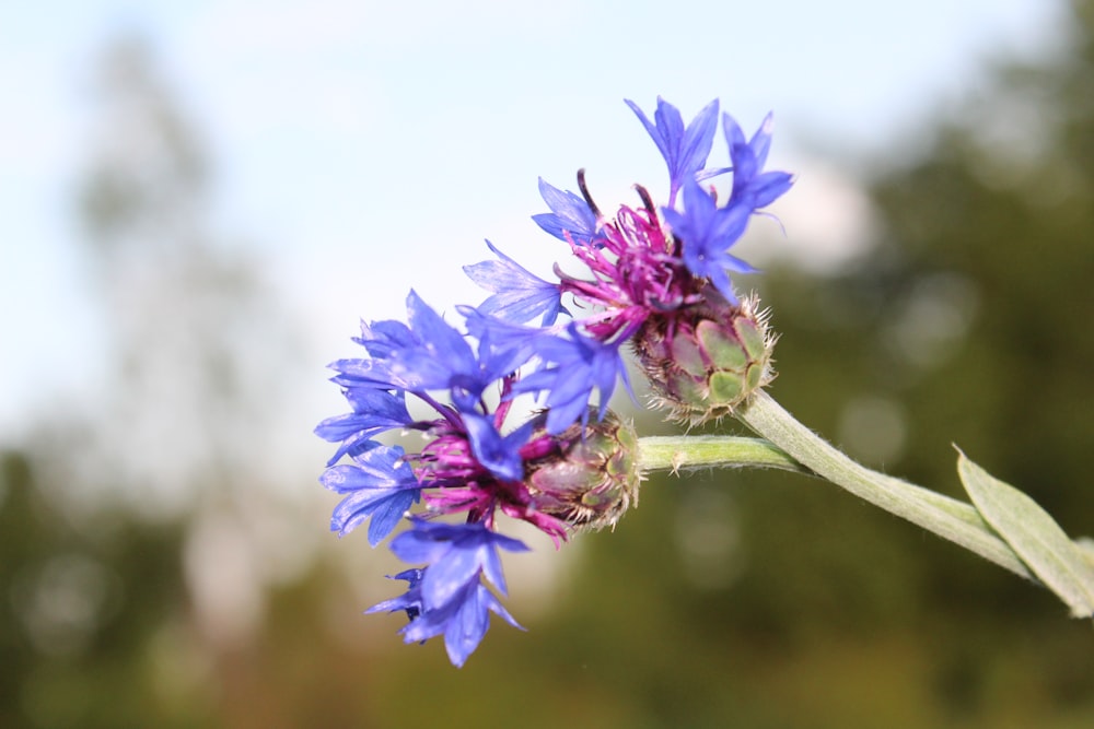 purple flower in tilt shift lens