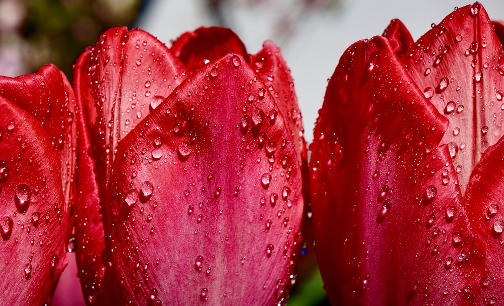 water droplets on red flower