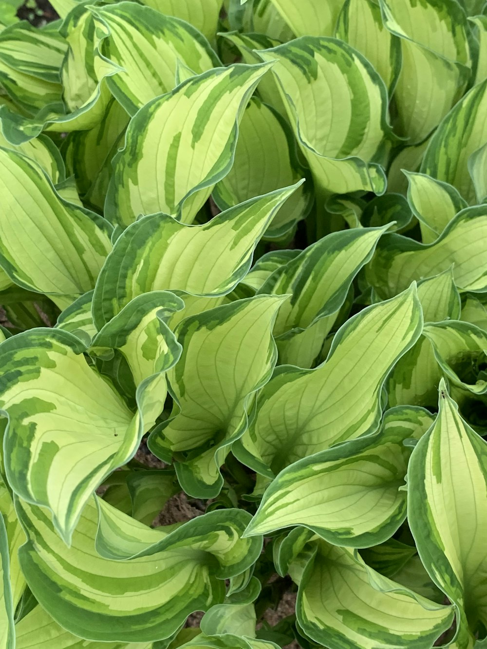 Las hojas verdes se plantan durante el día