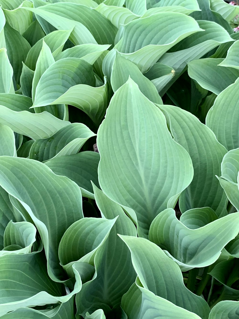 planta de folhas verdes durante o dia