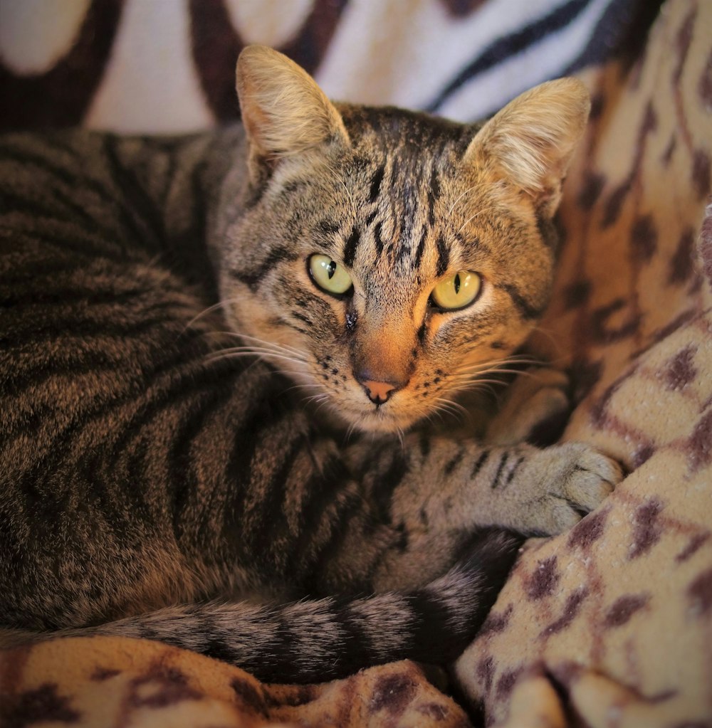 brown tabby cat on white and black textile