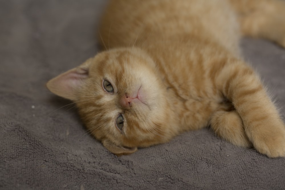 회색 직물에 누워있는 주황색 얼룩 고양이