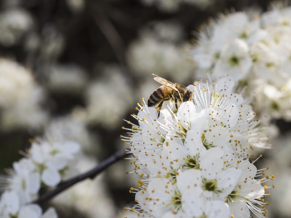 abelha na flor branca durante o dia