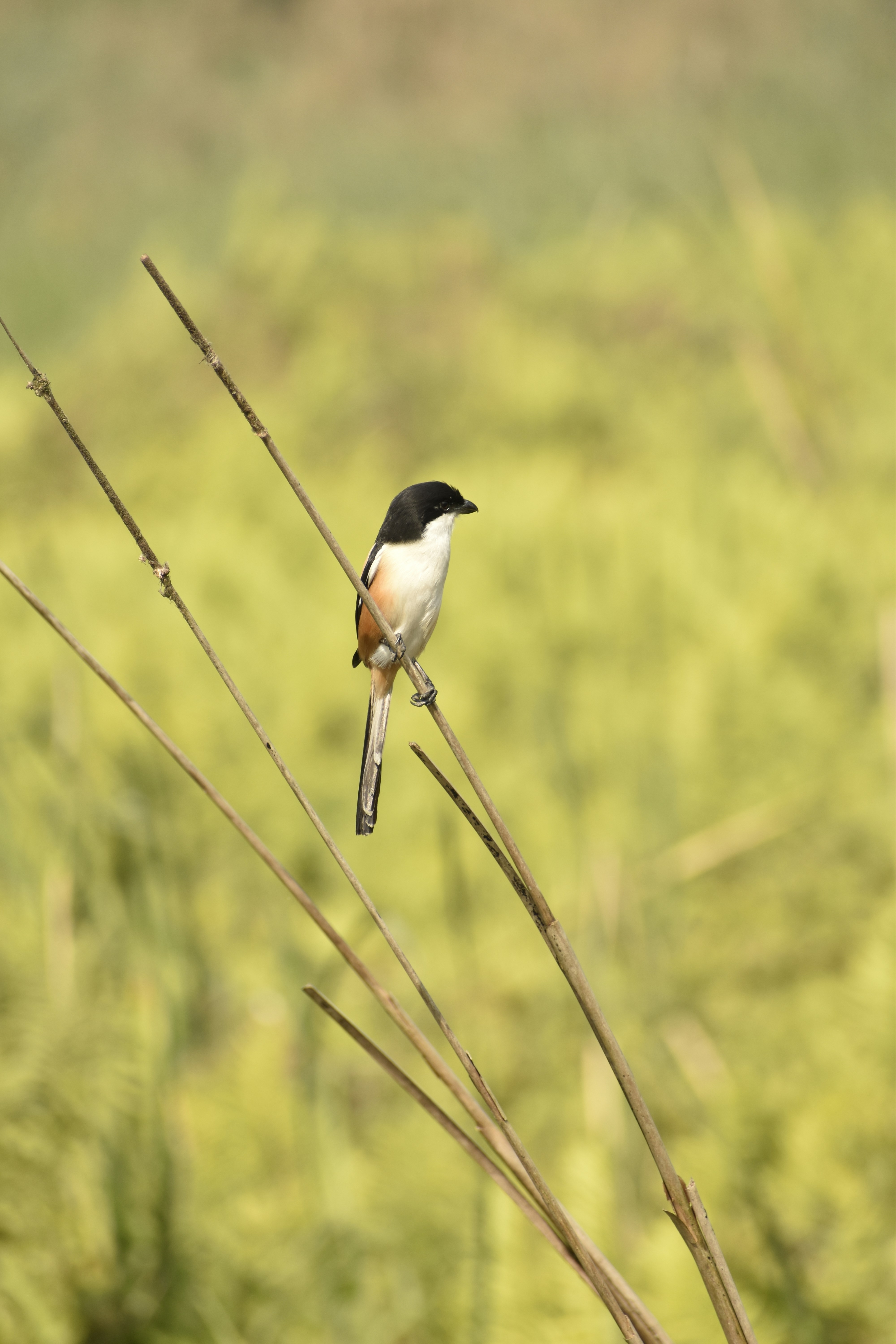 Photo by roybittu007