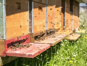 A series of beehives made of wood and metal are shown with numerous bees flying in and out. The hives are positioned above lush greenery and wildflowers, indicating a vibrant outdoor setting. Sunlight illuminates the scene, creating a lively and busy atmosphere around the hives.