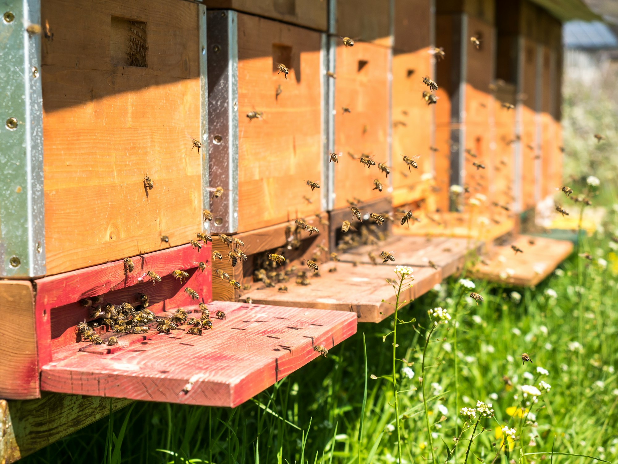 Emsiges Treiben vor dem Bienenstock. Busy activity in front of the beehive. 