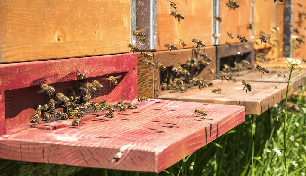 brown and black bee on red wooden board