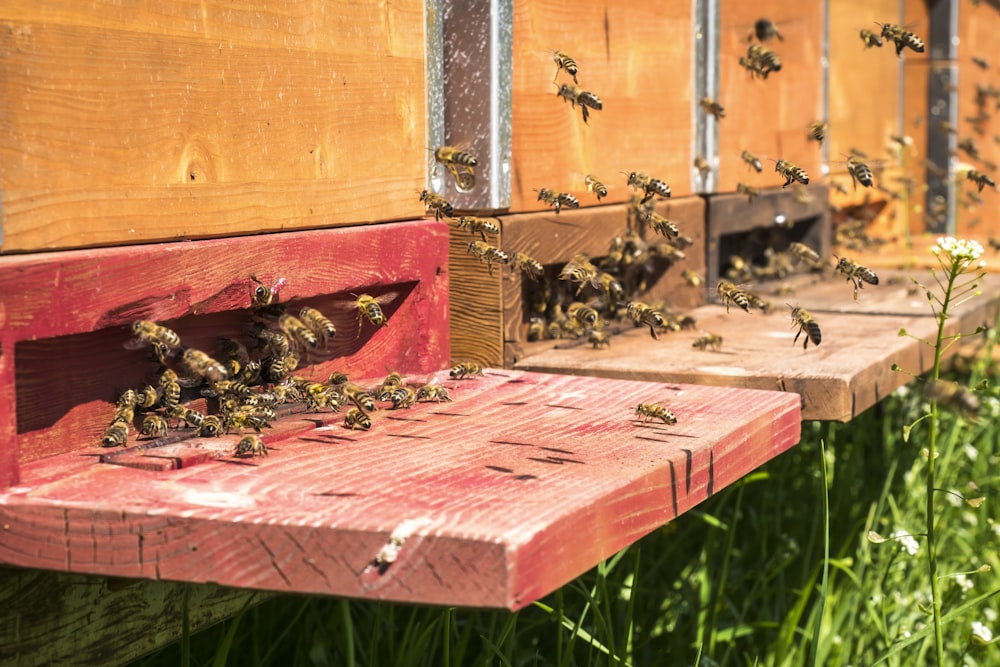 Abeja marrón y negra sobre tabla de madera roja